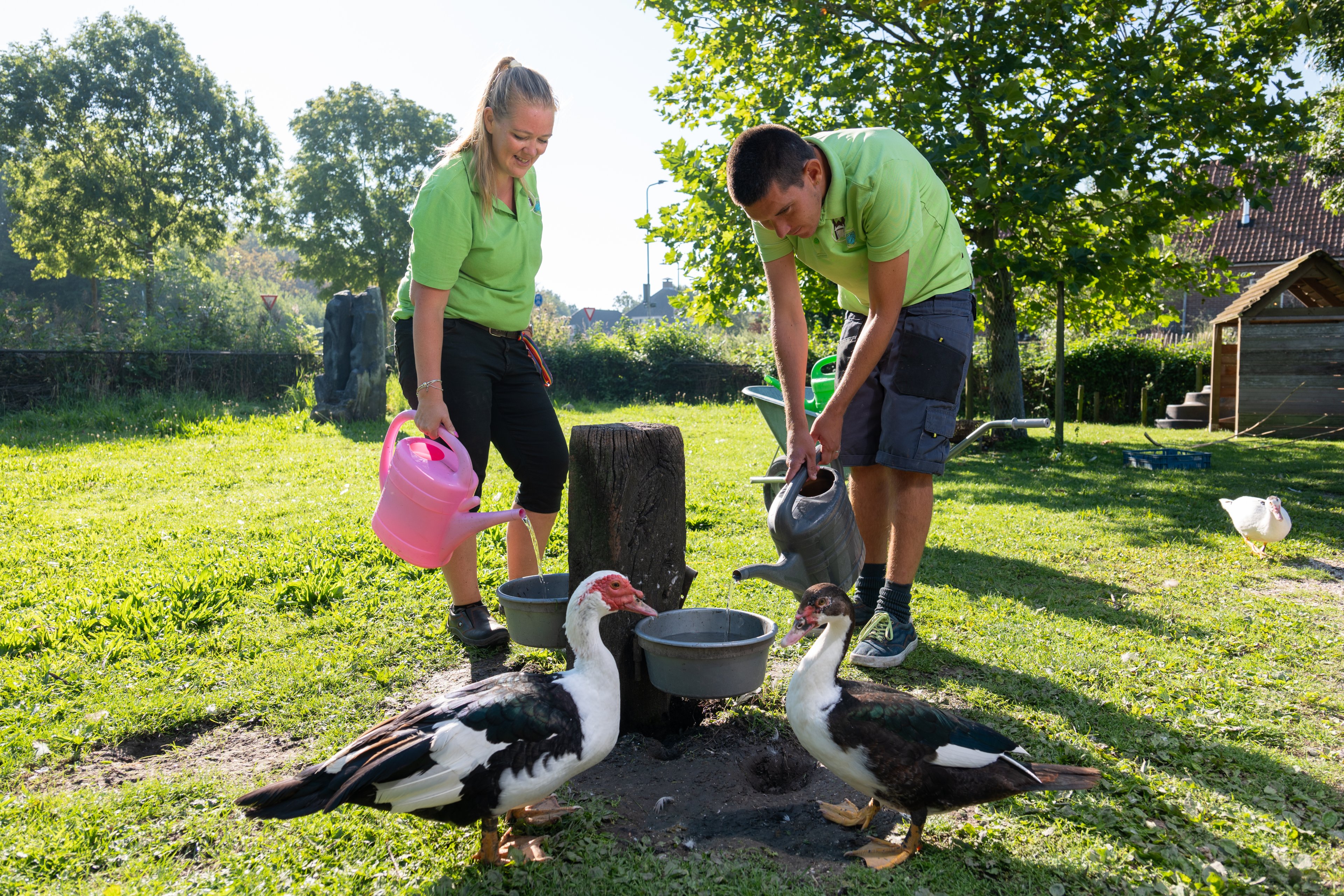 Een man en een vrouw geven water aan de eenden.